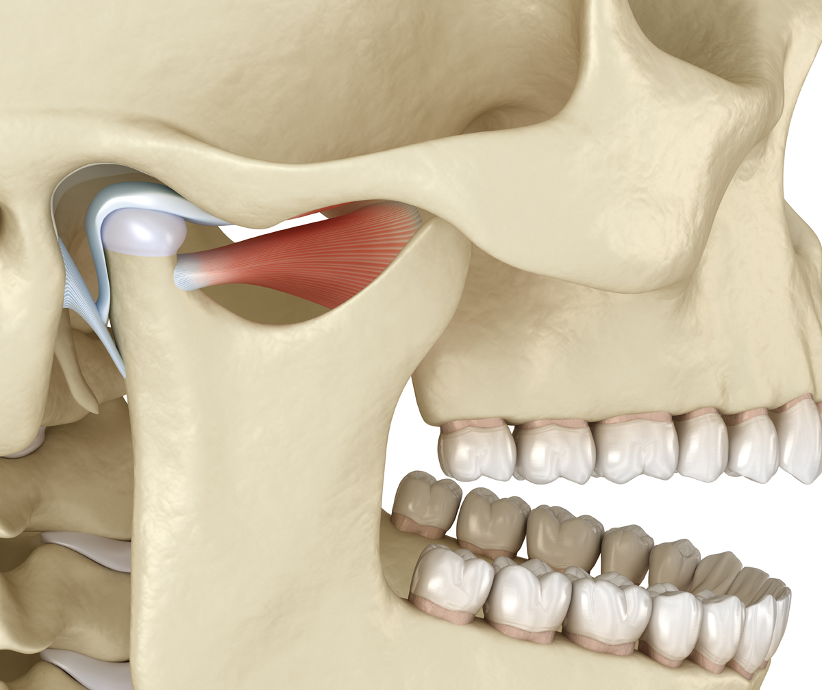 TMJ: The temporomandibular joints. Healthy occlusion anatomy. Medically accurate 3D illustration of human teeth and dentures concept
